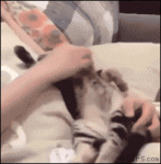 Kitten-yawns-falls-back-to-sleep