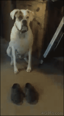 Boxer-dog-walks-in-shoes.gif