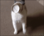 Cat-cup-face-stuck-walks-backward