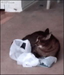 Plastic-bag-catnip-spaz