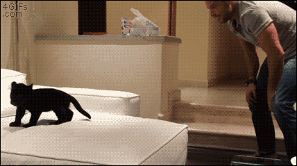Panther-cub-trust-jumps.gif