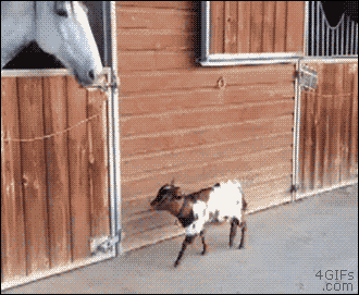 Baby-goat-horse-BFF-headbutt