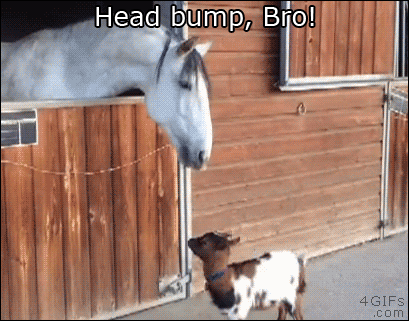 Baby-goat-horse-headbutt