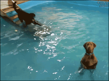 A swimming dog realizes he can stand up