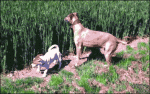 Dog-hops-through-tall-grass-field