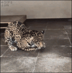 Leopard-jaguar-bowl