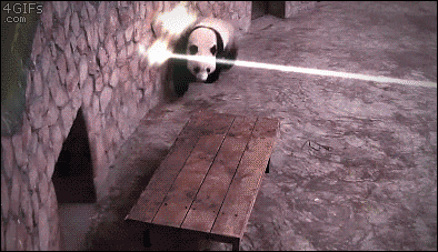 Panda-dodges-lasers