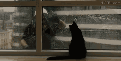 A cat plays with a window washer
