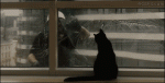 Cat-plays-with-window-washer