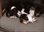 Synchronized-tail-wagging