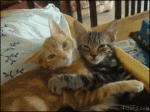 Cats-kneading-cuddling