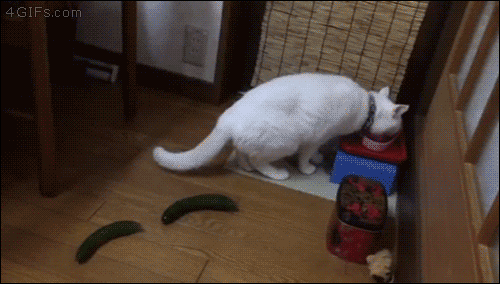 Cucumber-scares-cat-wall-jumps