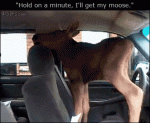 Moose-calf-in-car