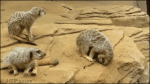 Meerkat-falls-asleep-rolls-away