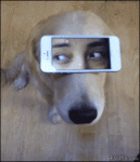 Dog-smartphone-eyes
