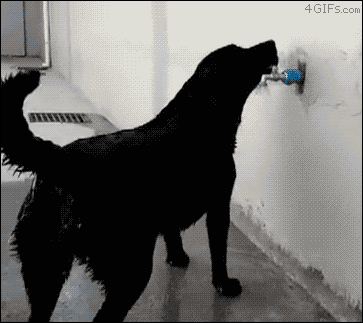 Dog-turns-on-faucet-to-shower