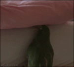 Parrot-bird-pinned-pillow