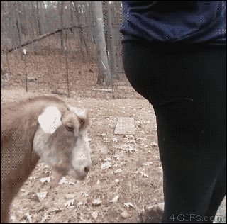 Rude-goat-rams-butt