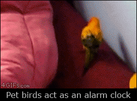 Pet-birds-wake-up-girl