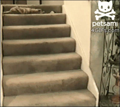 Cat-rolls-stairs-captioned