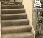 Cat-rolls-stairs-captioned