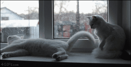 Cats fight window sill