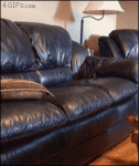 Dog-couch-pillow-jump