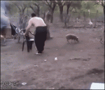 Pig-mother-chases-man
