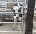 Smart-cow-opens-gate-with-tongue