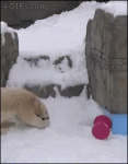 Polar-bear-jump-fail-slides-away