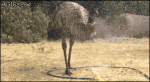Emu-loves-water-sprinkler