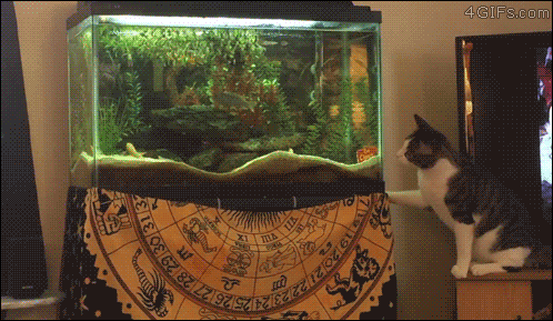 A cat tries to pounce on a fish in a tank