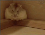 Hamster-falls-asleep-rolls