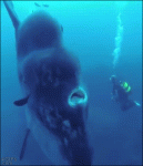 Scuba-diver-vs-huge-fish