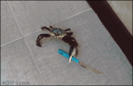 Knife-wielding-crab