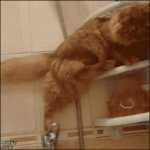 Cat-falls-in-bathtub