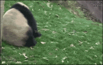 Pandaball-rolls-out