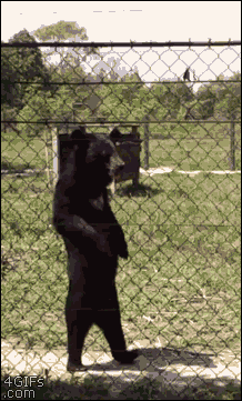 Bear-walks-like-human