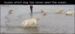 Dog-beach-ocean