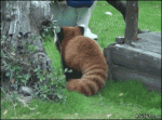 Stalking-red-panda-vs-pole