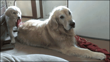 Puppy-drags-blanket-blinds-dog