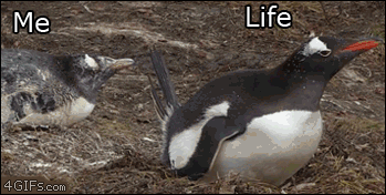 Penguin-poop-life-me