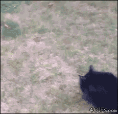 Cat-malfunction-chases-ball.gif?