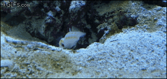 Starfish-tries-to-steal-fish-cave