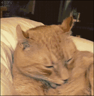 Cat-shocked-reaction