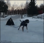 Dog-sled-pull-fail