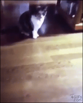 Cat-toy-spaz-reaction.gif?