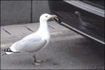 Seagull-fights-car-reflection