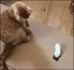 Cat-paw-box-fight