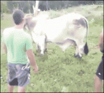 Mounting-cow-fail-kick